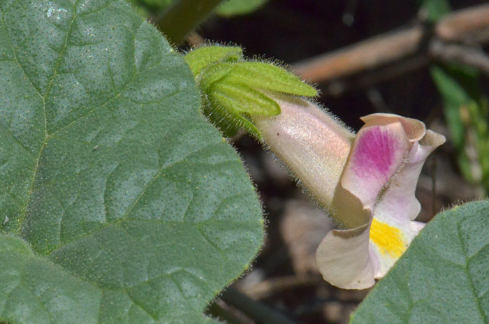 Flower; Proboscidea parviflora, Doubleclaw Proboscidea parviflora, Doubleclaw